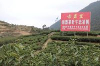 清香一缕 养生百年福 茶中极品福鼎白茶——“御茶欢”