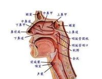 新时代国医大师——王军安教授